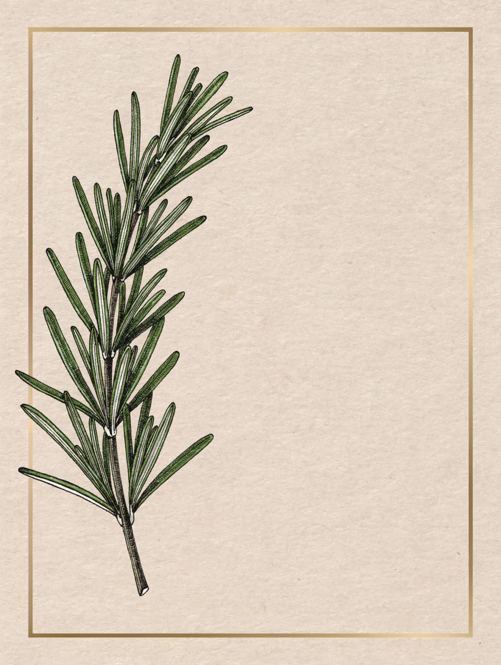 Hand-drawn botanical illustration of a rosemary sprig
